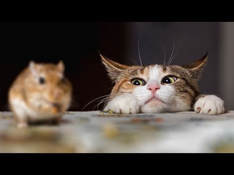 「猫かわいい」 すごくかわいい子猫 - 最も面白い猫の映画 #224