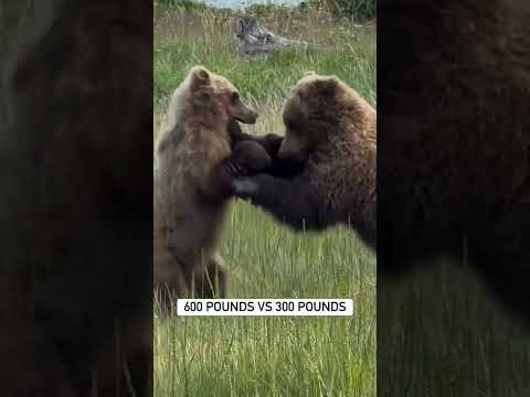 Not a fair matchup #grizzlybear #wildlife #brownbear