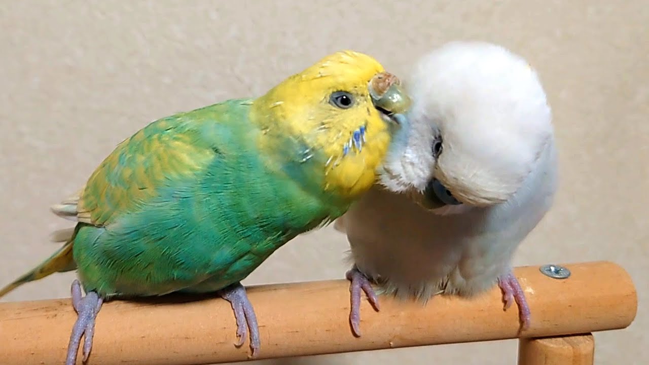 母と娘の絆…はくが天国へと旅立つ数時間前/現在のみんなの様子