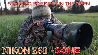 WILDLIFE PHOTOGRAPHY- ROE DEER IN THE OPEN- I SOLD MY Z6II