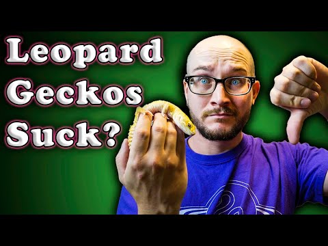2nd YouTube video about how long can leopard geckos go without water