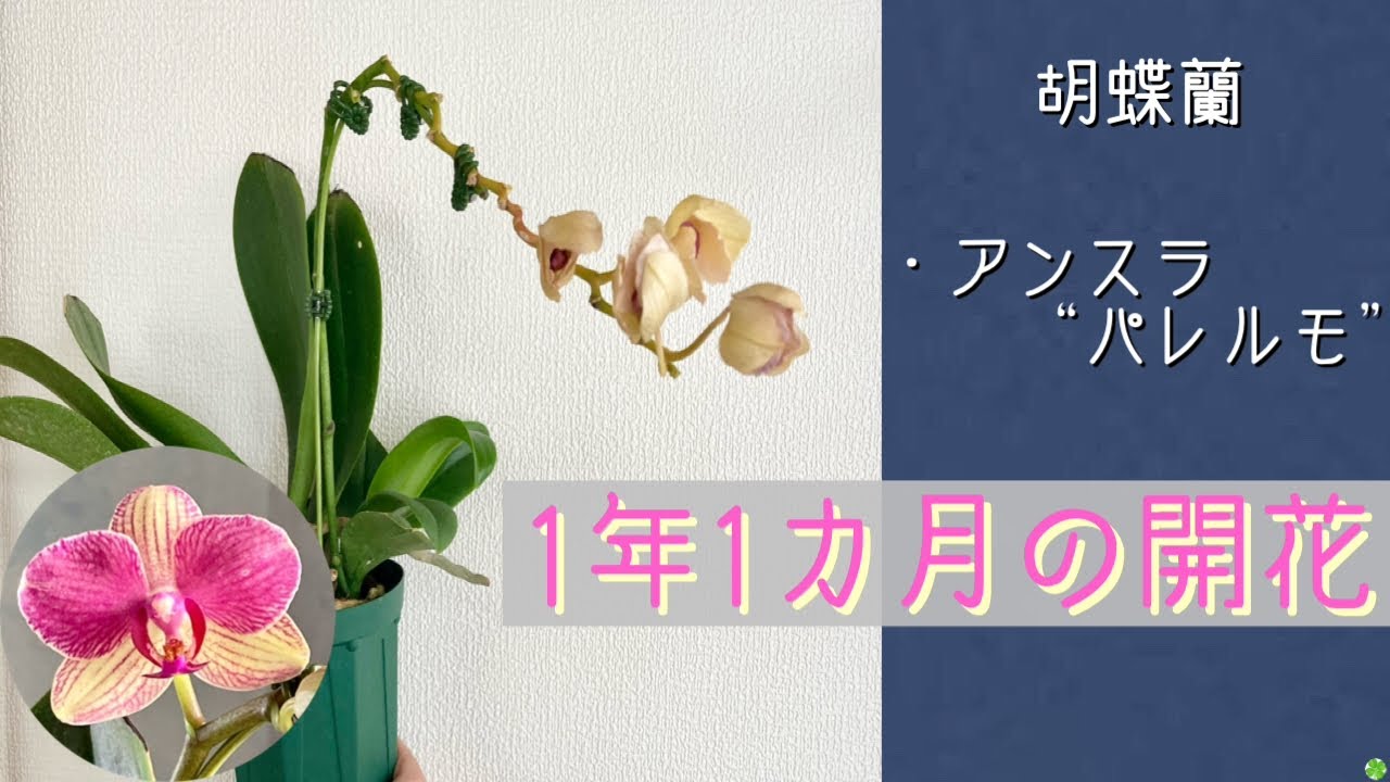 2026年3月30日　胡蝶蘭【アンスラ“パレルモ”】　🌸咲き終わりました