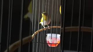 Download lagu Pleci Buxtoni Gacor Ngalas Nembak wit wit Sejalur mp3 Download lagu Pleci Buxtoni Gacor Ngalas Nembak wit wit Sejalur mp3