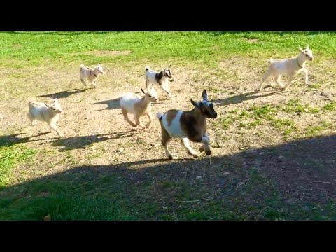 Cabras jugando con sus dueñas
