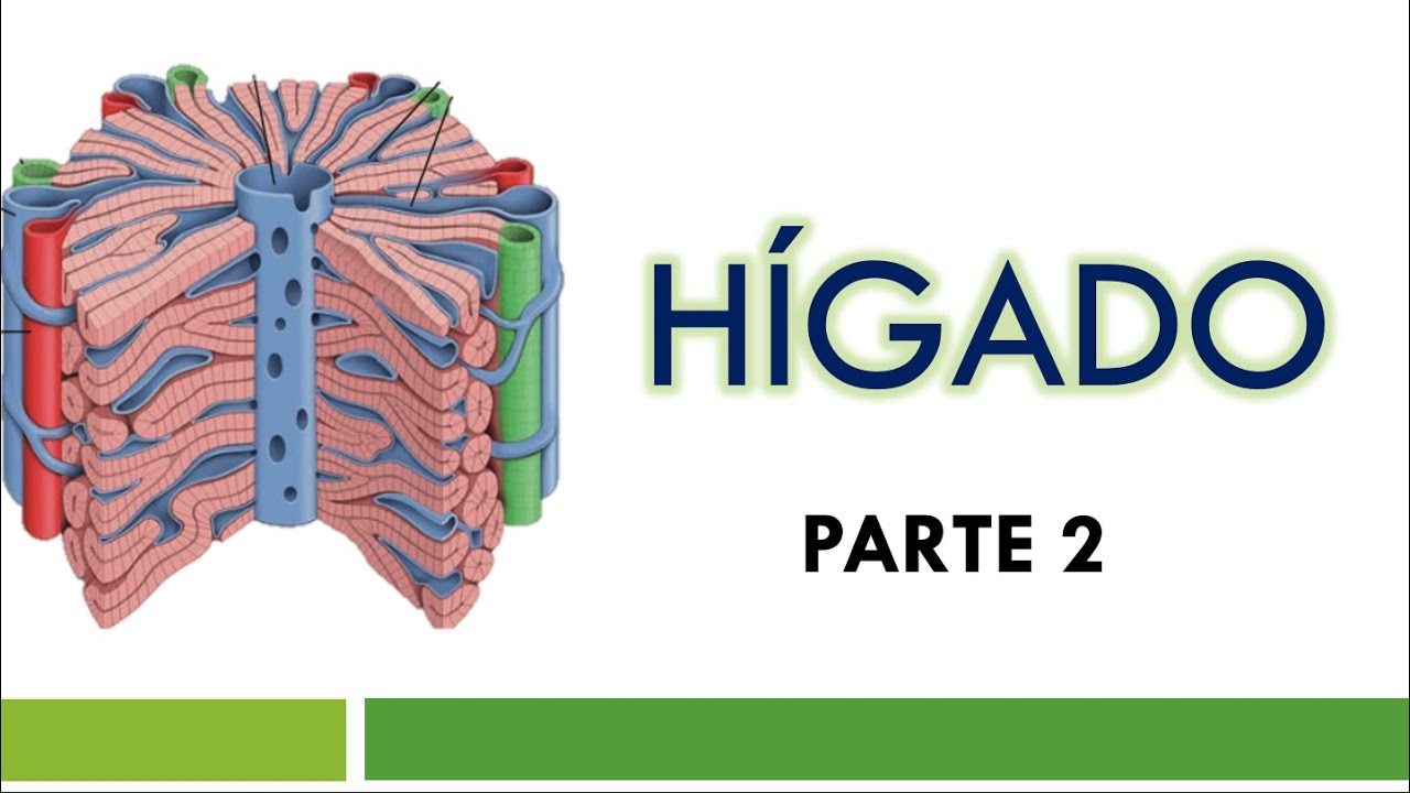 HISTOLOGÍA del HÍGADO Parte 2