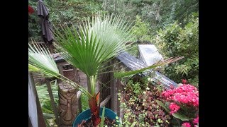 California Fan Palm in a Northern zone
