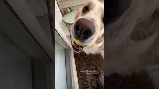 no ball left behind!! #goldenretriever #rescuedog #dogtok