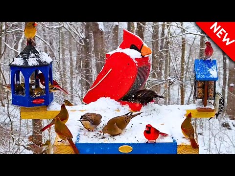 🔴Heavy Snow Bird Feeder Cam | 24/7 Non-Stop Action | 👋Come Watch