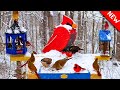 Heavy Snow Bird Feeder Cam 24 7 Non Stop Action Come Watch