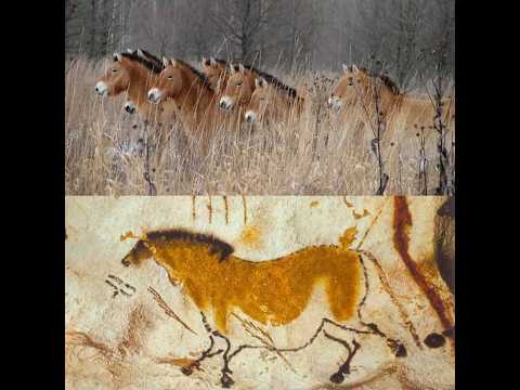 , title : 'A herd of wild Przhevalsky horses in the Chernobyl exclusion zone.'