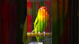 Download lagu Lovebird Ngekek Panjang Istimewa mp3