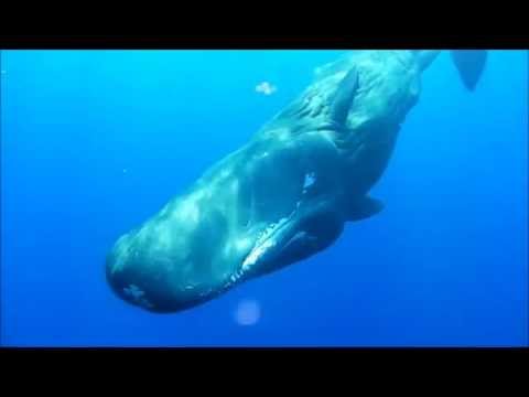 Vorvaň z Jardines de la Reina