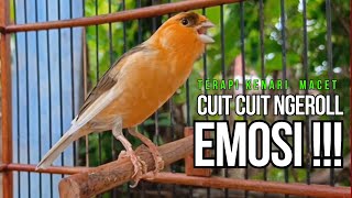 Download lagu Burung Kenari Cuit CUIT Super BUNYI, Masteran Kenari PAUD, Pancingan & Masteran Kenari MACET BUNYI mp3 Download lagu Burung Kenari Cuit CUIT Super BUNYI, Masteran Kenari PAUD, Pancingan & Masteran Kenari MACET BUNYI mp3