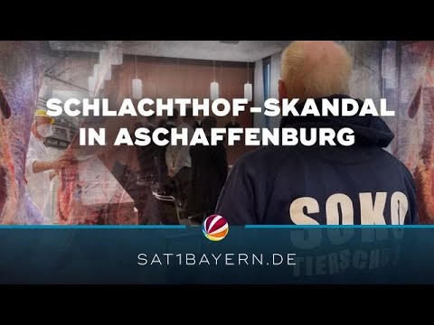 Schlachthof-Skandal in Aschaffenburg: Tierärztinnen vor Gericht