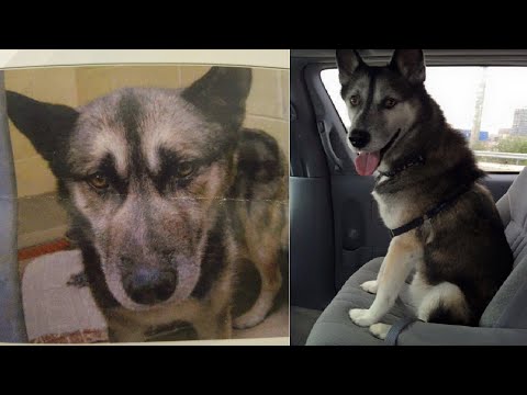 Abused Dog Adoption Transformation | Amazing Story that Will Make you want to Save a Life Video
