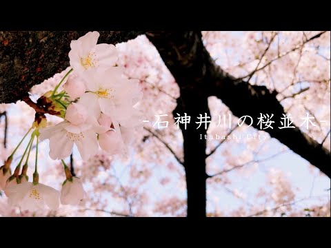 石神井川の桜並木 いたばし 板橋区観光協会