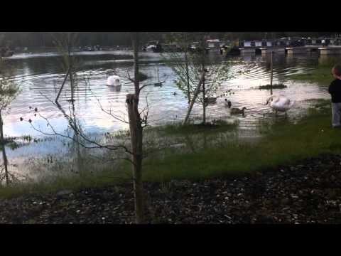 Roydon Marina Village flood 1