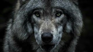 New tamil dubbed wolf movie