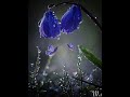 Music Produces A Kind Of Pleasure Which Human Nature Cannot Do Without Nature Music Sembuwatha SL