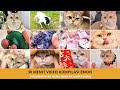 Emon Menemukan Harta Karun 50 Video Kucing Lucu Paling Menghibur