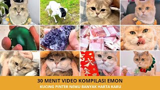 Download lagu Emon Menemukan Harta Karun! 50 Video Kucing Lucu Paling Menghibur mp3