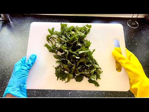 Brennnessel heilt Ihren Körper! Essen und trinken Sie Brennnessel, rezept tee