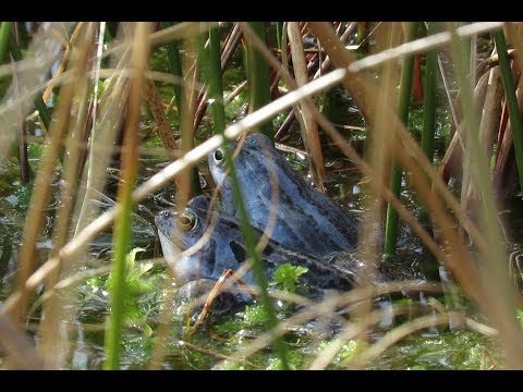 Skokan mociarny (Rana arvalis) - volanie samca