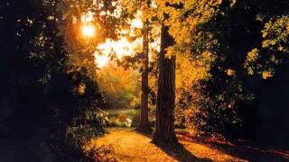 Michael Tomlinson - Sunlight