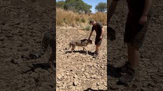 Namibia - Geparden - Jagd , was für eine Woche in Afrika auf Gnu &amp; Oryx🤠 #jagd #hunting #namibia