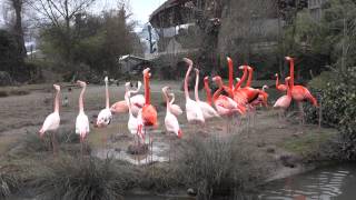 preview picture of video 'Flamingos Spring Feelings (Zoo Rapperswil/Switzerland)'