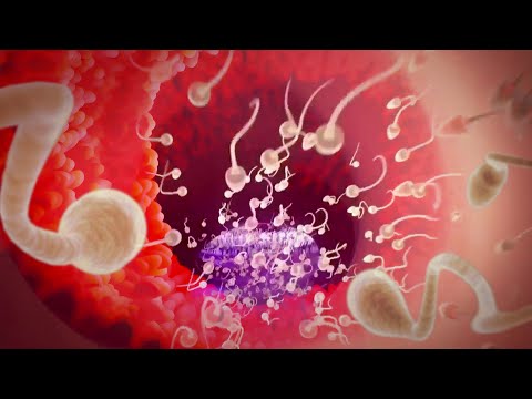 This is the fertilization process