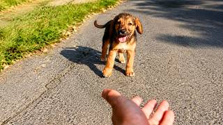 Abandoned Puppy Feels Happiness for the First Time