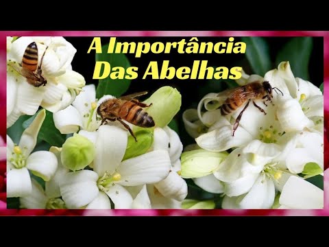 A Importância das Abelhas