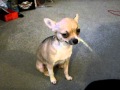 my chihuahuas cough reverse sneezing? 