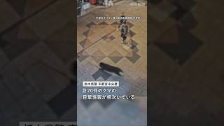 宇都宮市の中心部にクマ？ 商店街を駆け抜ける様子 #クマ #クマ出没 #宇都宮市 #shorts