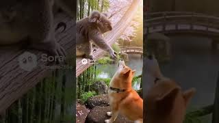 コアラと柴犬のふれあい