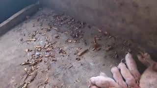 HOW TO ENSURE YOUR PIGLETS IS IN GOOD HEALTH #healthypigs #pig