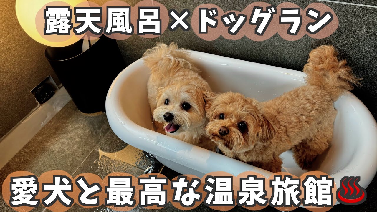 【犬連れ旅行】愛犬と至福の温泉旅行♨️客室露天風呂×ドッグラン×絶品料理❣️最高すぎる旅館に行ってきました🥹💕【Doggyスイートペロ】