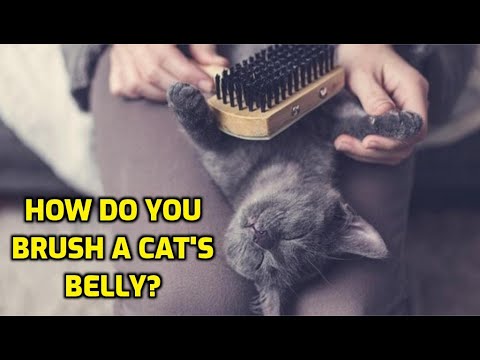 How do you brush a cat’s belly?