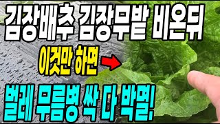 김장배추 김장무밭 비온뒤 이것만 하면 벌레 무름병 싹다 박멸! 벌레 병걱정 없이 키우는방법!