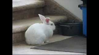 SHETLAND LULLABY  HUSH A BA FLUFFY  (SHIRLEY AND LARRY PETERSON)