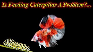 Is Feeding Caterpillar Problem For The Fishes?.. Is It Poisonous Or Good?.. / Fish Aquarium Tamil