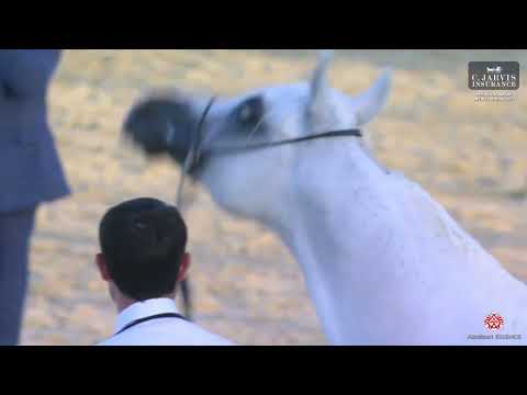 N 144 FA STARLIGHT   4th Souq Waqif International Arabian Horse Show 2023   Stallions 11 Years and O