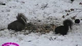 Squirrels LOVE Eating Acorno Acorns!