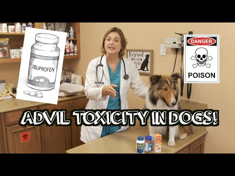 How much Advil will kill your dog??? | Ibuprofen Toxicity in dogs
