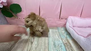 ハーフ犬の動画01