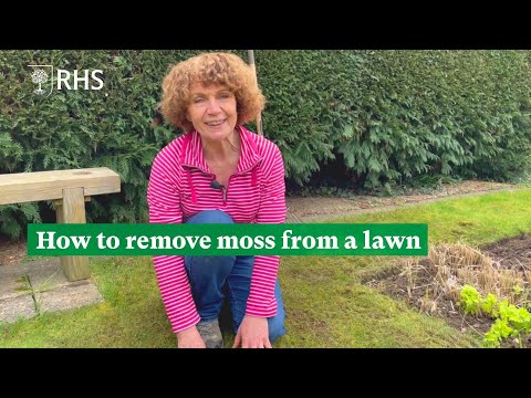 How to remove moss from a lawn | The RHS