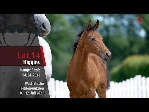 Westfälische Fohlen-Auktion Lot 14 Higgins Hengst v. Hickstead Blue - Caretino