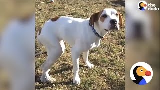 Dog Who Couldn't Walk Learning To Stand On Her Own | The Dodo