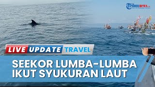 Seekor Lumba-lumba Turut Meriahkan Syukuran Laut Teluk Semaka Tanggamus 2023 di Lampung